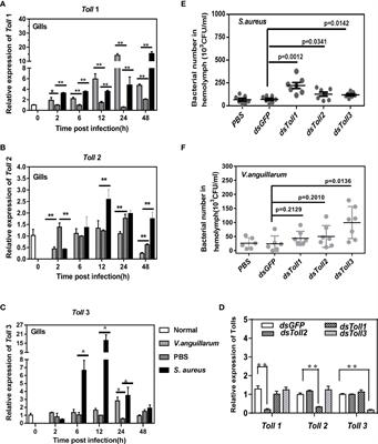 The ECSIT Mediated Toll3-Dorsal-ALFs Pathway Inhibits Bacterial Amplification in Kuruma Shrimp